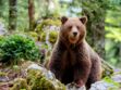 4 infos insolites sur l'ours