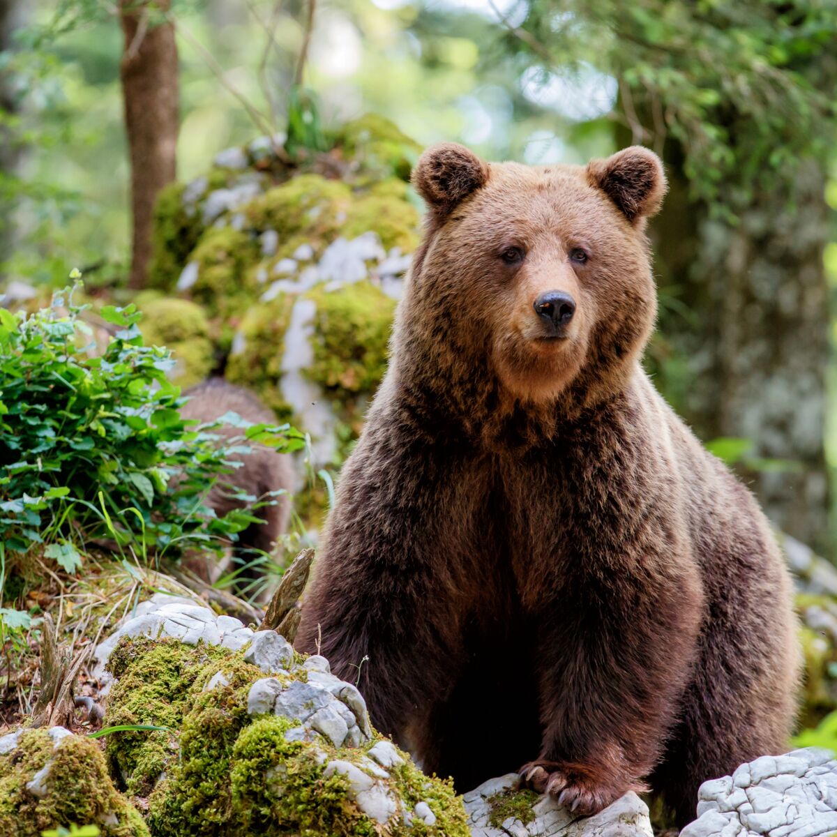 4 infos insolites sur l'ours : Femme Actuelle Le MAG