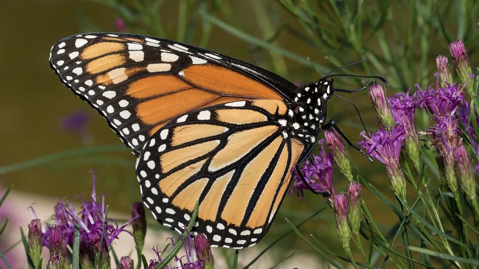 Tout savoir sur la migration du papillon monarque