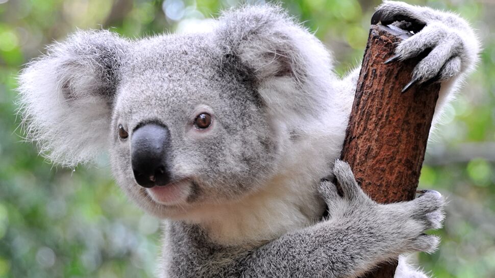 Tout ce qu'il faut savoir sur le koala, emblème de l'Australie