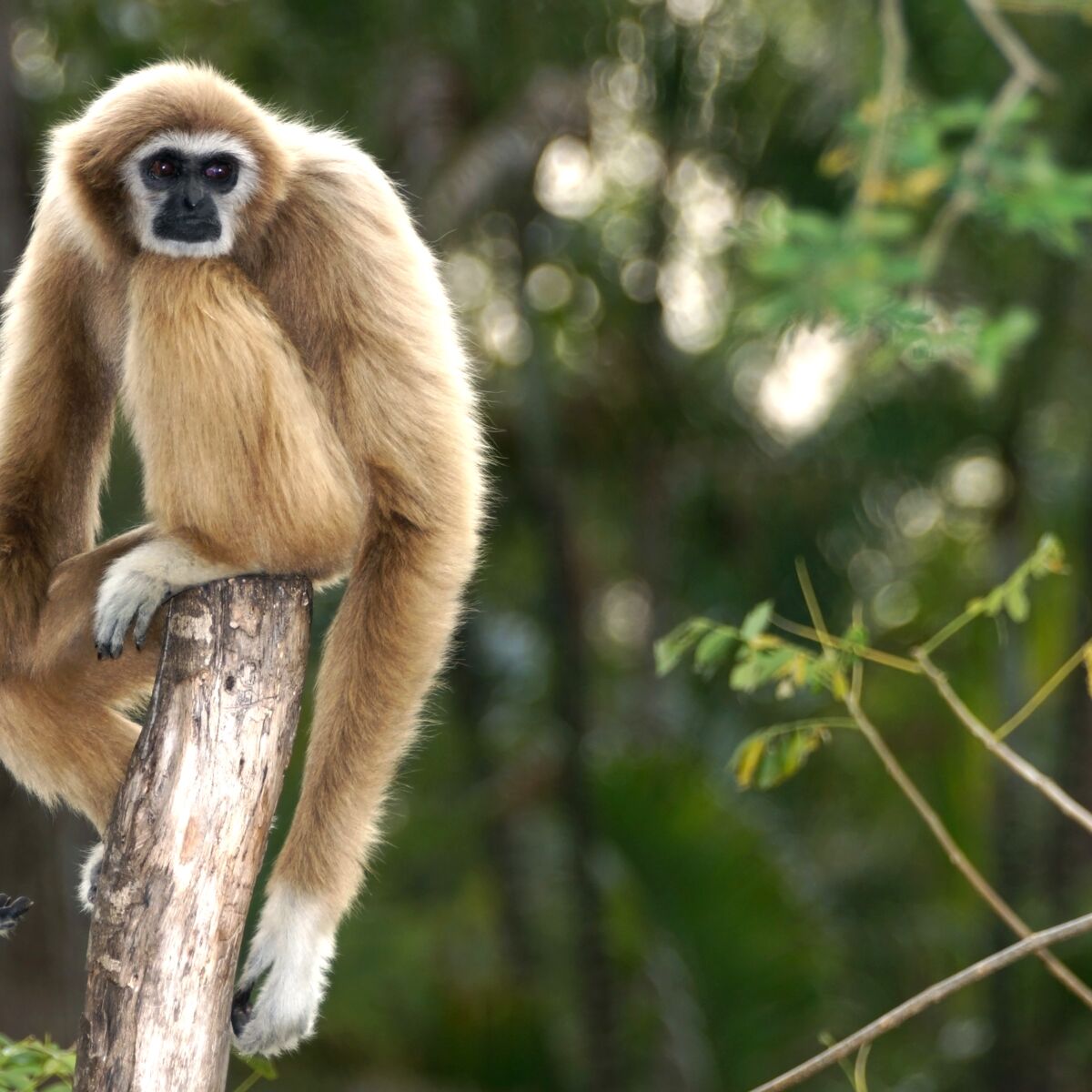 Tout savoir sur le gibbon lar : Femme Actuelle Le MAG