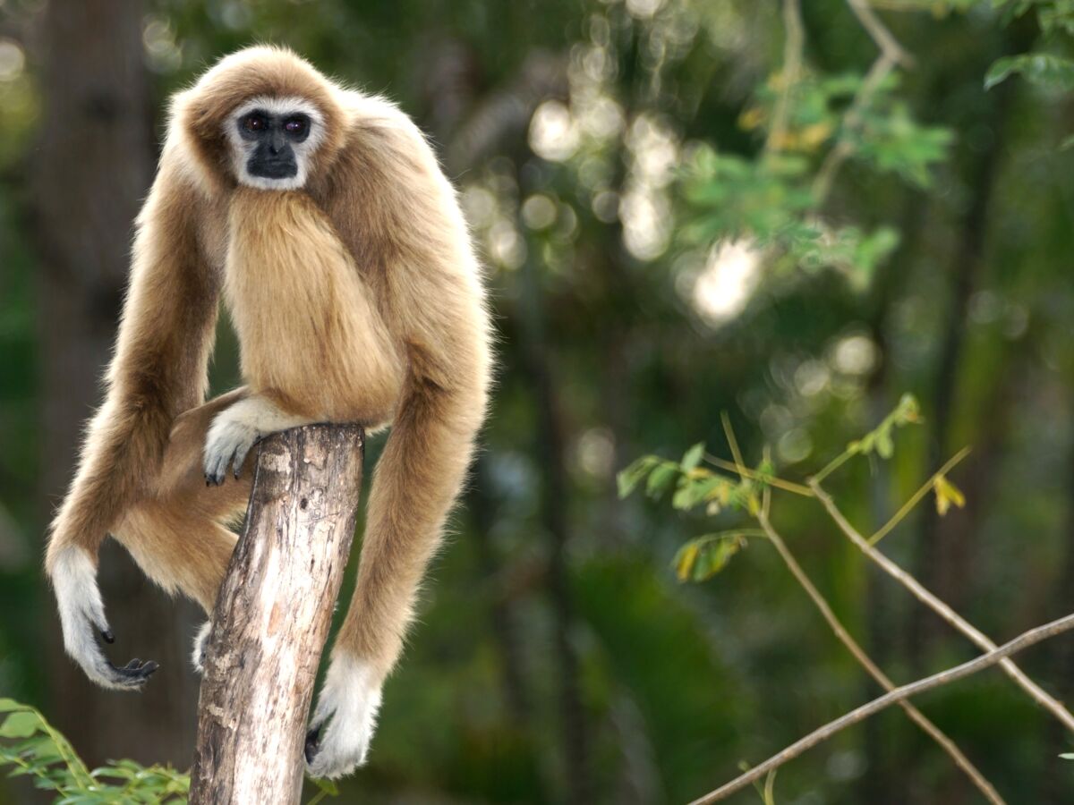 Gibbon noir : taille, poids, habitat, alimentation, reproduction