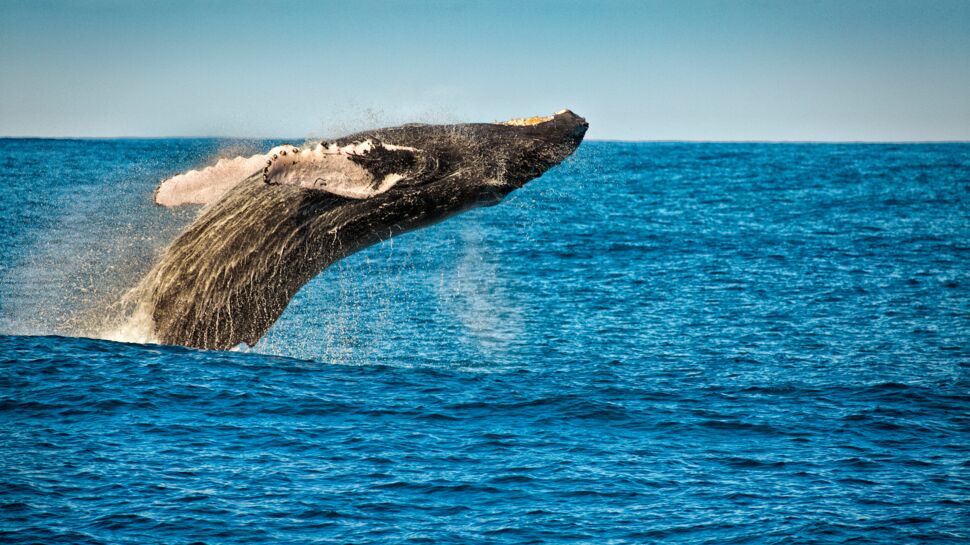 Tout savoir sur la baleine à bosse