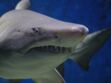 Attaqué par un requin, un enfant de 10 ans est amputé d’une partie de sa jambe