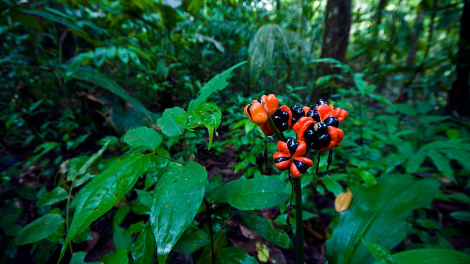 Antifatigue, minceur… Le guarana, une super plante à découvrir