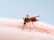 Moustique tigre : faut-il craindre une épidémie de dengue en France ? 
