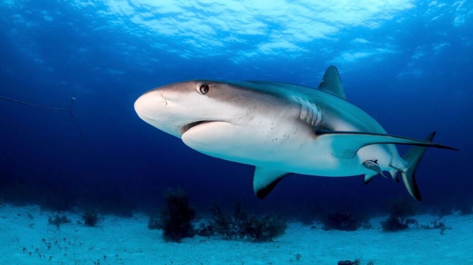 Le requin, animal effrayant ou respecté