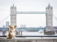 Le prix des chiens corgis explose depuis le décès de la reine Elizabeth II