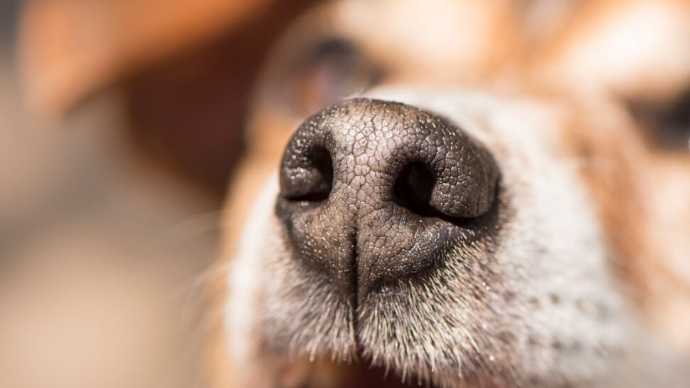 Les chiens ressentent notre stress grâce à notre transpiration ! 
