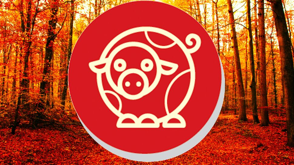 Horoscope chinois du mois de novembre 2022 pour le Cochon : toutes nos prévisions