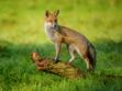 Le renard, le blaireau, le raton laveur… : des animaux classés nuisibles