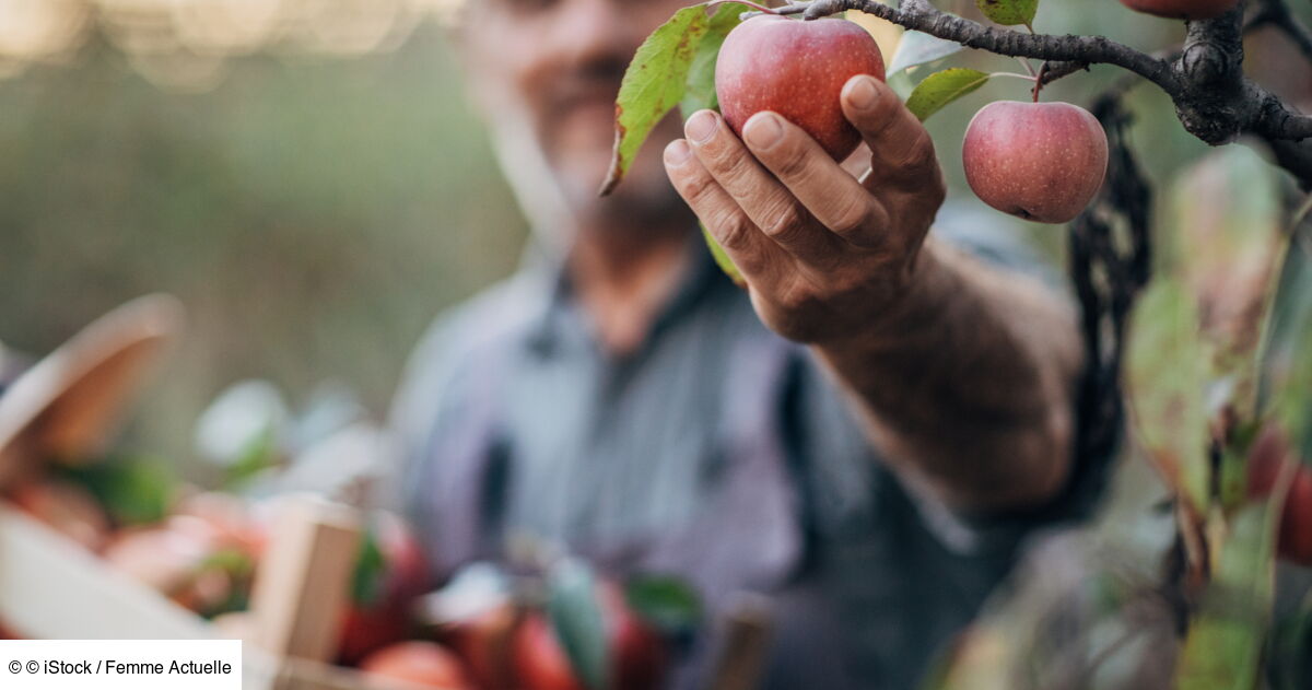 Pommiers, cerisiers… Comment protéger ses arbres fruitiers en hiver — free download