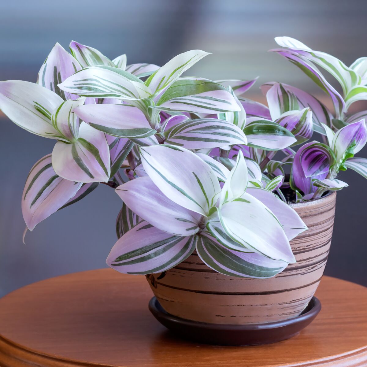 Tradescantia : comment entretenir une misère : Femme Actuelle Le MAG