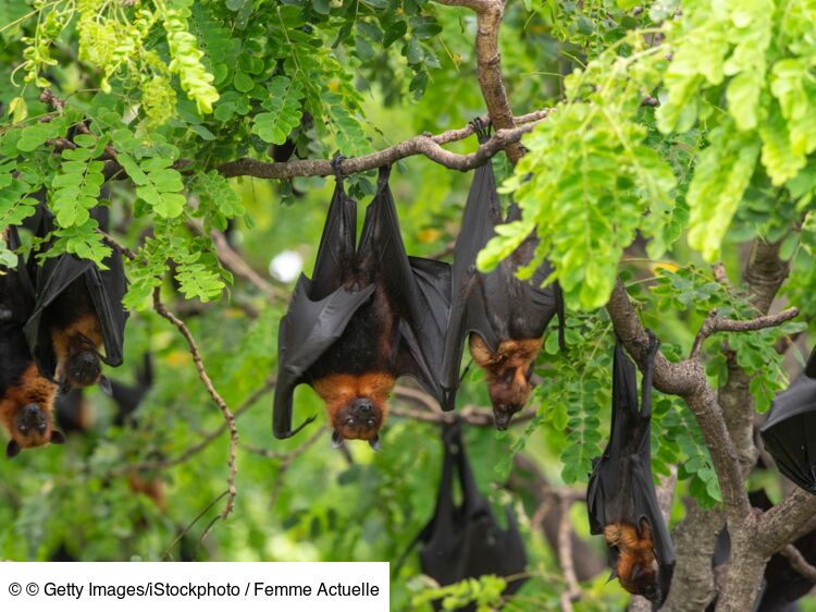 D couvrez La Chauve souris Cet Animal Super Dou Femme Actuelle Le MAG D couvrez La Chauve souris Cet Animal Super Dou Femme Actuelle Le MAG
