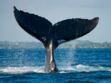 Mascotte, divinité, animal royal...la baleine à travers le monde