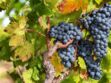 6 infos insolites sur le raisin, le fruit de la vigne