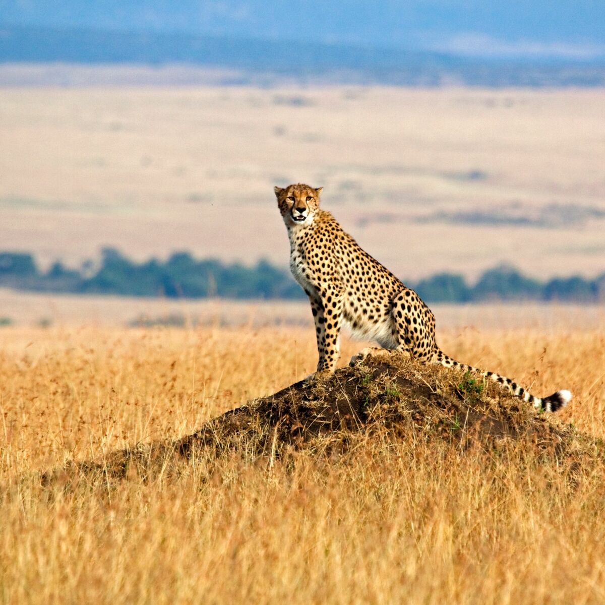 Tout savoir sur le guépard, une espèce menacée d'extinction