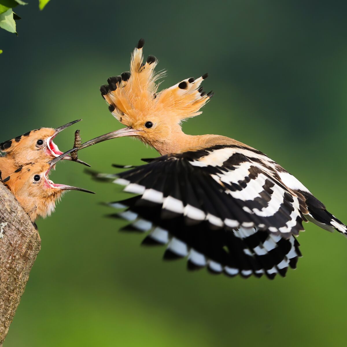 L incroyable voyage des oiseaux migrateurs Femme Actuelle Le MAG