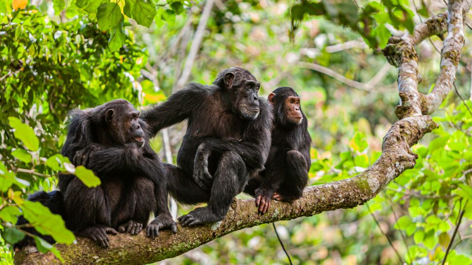 Le chimpanzé, le singe le plus proche de l'homme
