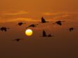 Automne : le retour des oiseaux migrateurs