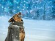 Comment bien préparer votre chien au froid et à l'hiver ? Les conseils de la vétérinaire Hélène Gateau