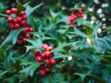 Gui, houx : gare à ces plantes de Noël qui peuvent être toxiques