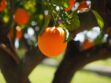 Orange : l'étonnante histoire de cet agrume