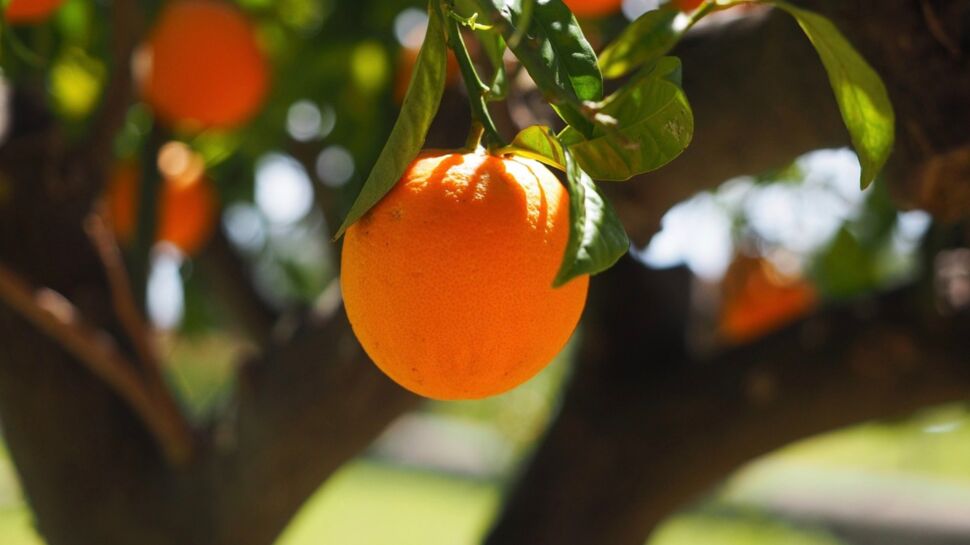 Orange : l'étonnante histoire de cet agrume