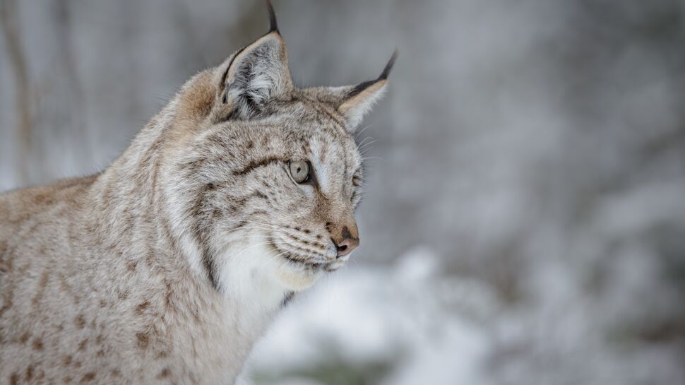  France : quelles solutions pour protéger le lynx boréal ?