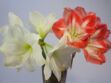 L'amaryllis, une fleur d’hiver