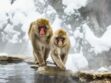 Le macaque japonais, un singe emblématique du Japon