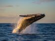 Tout savoir sur la migration des baleines à bosse