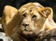 Eure-et-Loire : l’appel à l’aide d’un zoo-refuge pour sauver ses animaux 