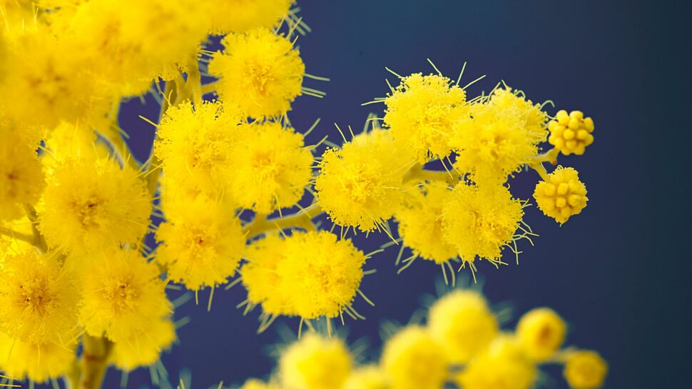 Mimosa d'hiver : en pot ou en terre, nos conseils pour bien l'entretenir