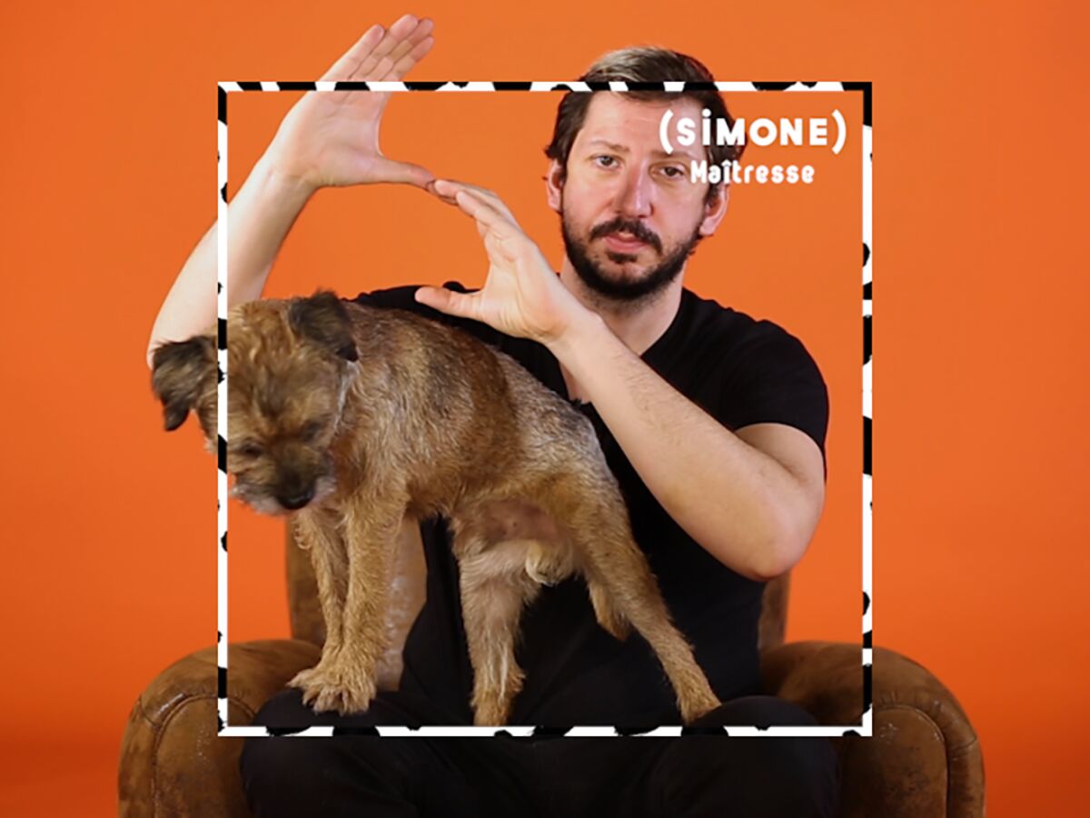 Monsieur Poulpe est la maîtresse de Gordon, un Border Terrier : Femme  Actuelle Le MAG