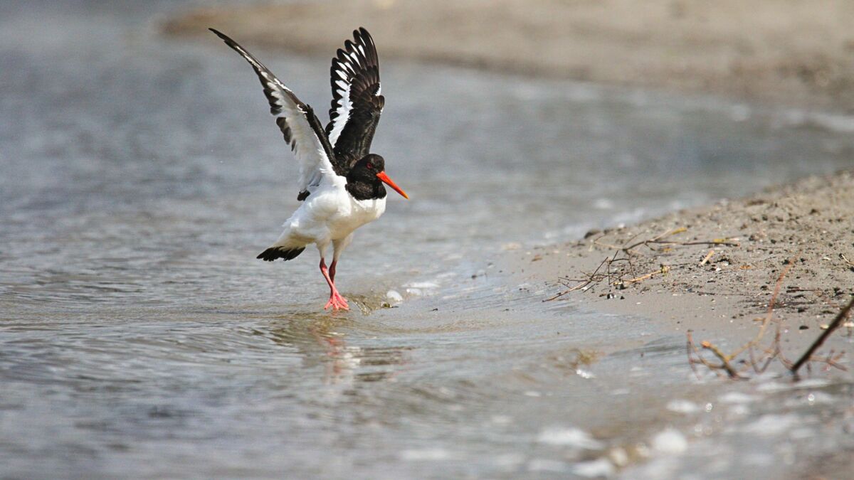 Lhuîtrier pie, le guillemot de Troïl, la sterne pierregarin...zoom sur ces  oiseaux marins : Femme Actuelle Le MAG