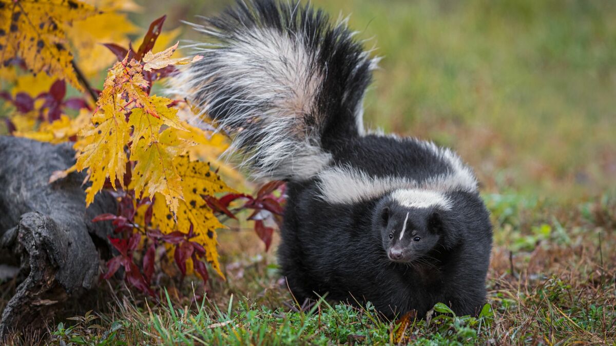 La moufette rayée : un petit animal discret aux superbes rayures blanches  et noires : Femme Actuelle Le MAG