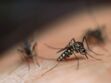 Moustiques : la science révèle pourquoi ils piquent certaines personnes plus que d'autres