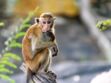 Le macaque : du dieu-singe aux résidents du rocher de Gibraltar