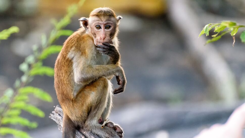Le macaque : du dieu-singe aux résidents du rocher de Gibraltar