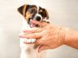 Morsure de chien : les bons réflexes à adopter en urgence
