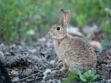 Le lapin de garenne : une espèce menacée en cours de réintroduction en France