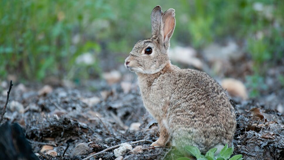 Le lapin de garenne : une espèce menacée en cours de réintroduction en France