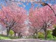 Le cerisier du Japon : un arbre aux superpouvoirs