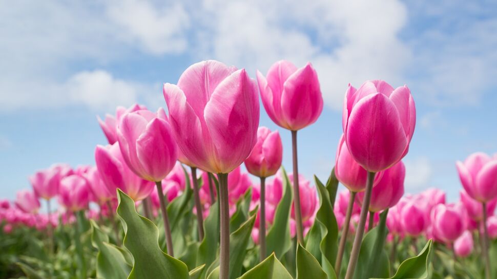 La tulipe : origine, plantation, symbolique