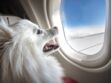 Voyager en avion avec son animal va coûter plus cher avec cette compagnie aérienne