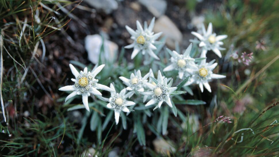 L'edelweiss, la fleur qui vous soigne et vous rend belle !