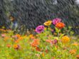 Arrosage du jardin : quelles solutions pour récupérer l'eau de pluie ?