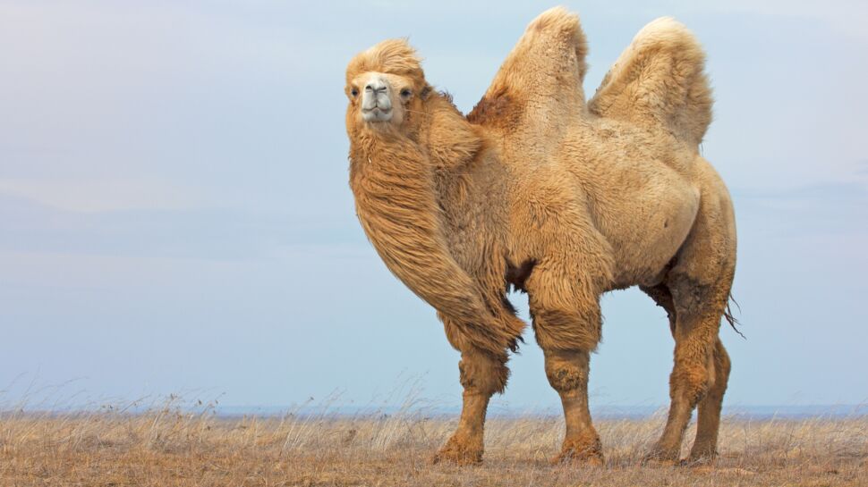 Tout savoir sur l'endurance exceptionnelle du chameau, allié des nomades