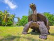 Tortue géante des Seychelles, tortue léopard, tortue des Galapagos...5 tortues qui ont de quoi surprendre